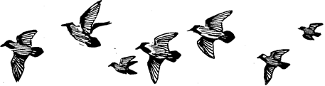 Реферат перелетные птицы для детей с фото 3