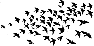 Реферат перелетные птицы для детей с фото 6
