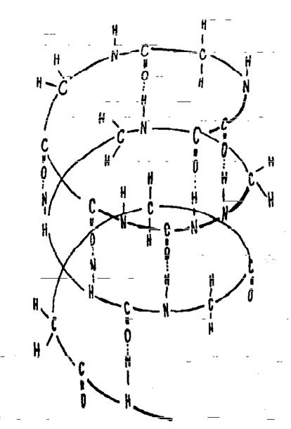 Первичная структура белка  1