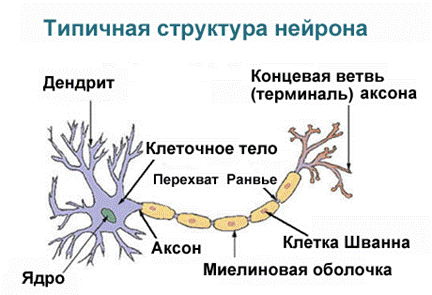 По курсу «Анатомия центральной нервной системы» «Строение нейрона и нервного волокна» 1
