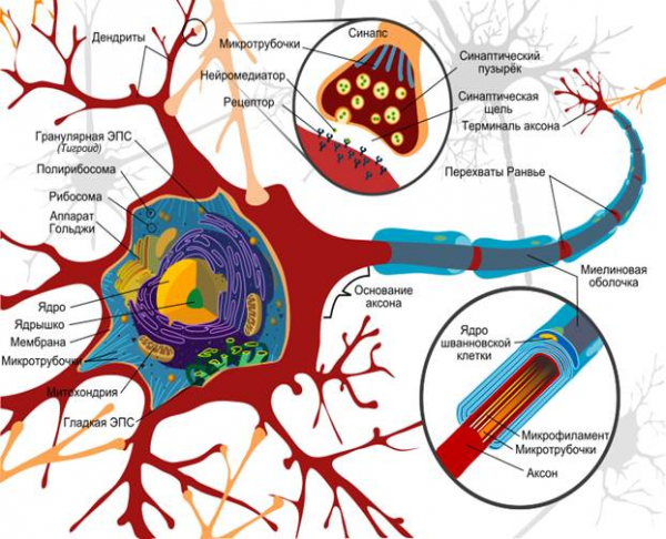  строение и функции элементов нервной клетки 1