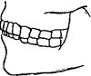 Зубная система 7