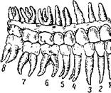 Зубная система 1
