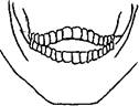 Зубная система 4