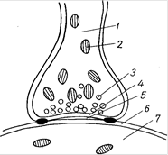  синапсы 1