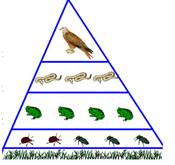 Пирамиды численности и биомассы  1