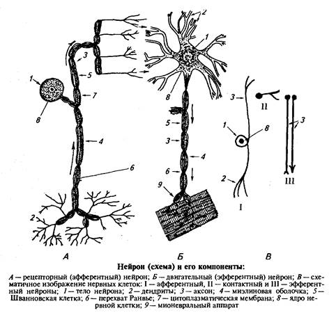 Строение и функции нервной системы 1