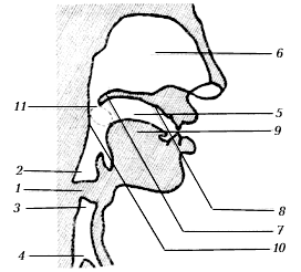 Схема строения голосового аппарата человека