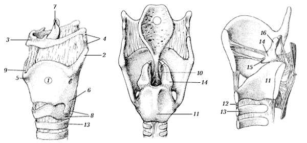 Хрящи, связки и суставы гортани: А (вид сбоку); Б (вид сзади); В (вид сбоку в разрезе)