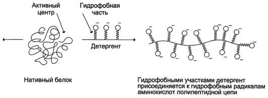 Исследование денатурации белка под действием ионных детергентов 13