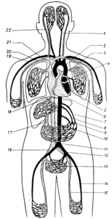 Сердечно-сосудистая и нервная системы человека 8