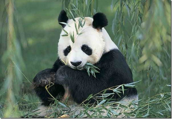 Глава происхождение названия панда систематическое положение панды в мире животных 1