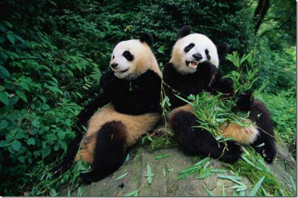 Глава происхождение названия панда систематическое положение панды в мире животных 2