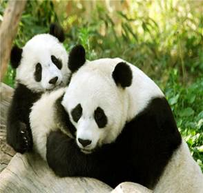 Панда - уникальное животное. Причины сокращения количества особей в популяциях бамбукового медве 2