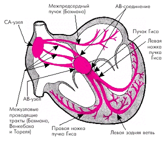 Аритмии сердца  1