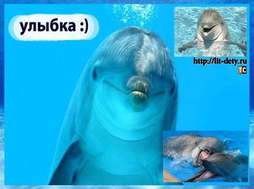 дельфин животное, дельфины млекопитающие, реферат дельфины, интересно о дельфинах