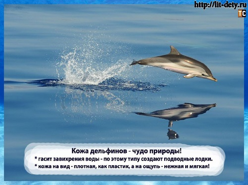 дельфин животное, дельфины млекопитающие, реферат дельфины, интересно о дельфинах, 